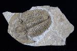 Proasaphiscus rigidus (JEGOROVA & SAVITZKY 1968) - Bild © FossNet FossilienStore